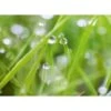 Spritzschutz-Rückwand WandArt Easy 80 Cm X 58,5 Cm Grass (D4002P BRIL) FSC® -Kuchenwelt 424157 3526 1